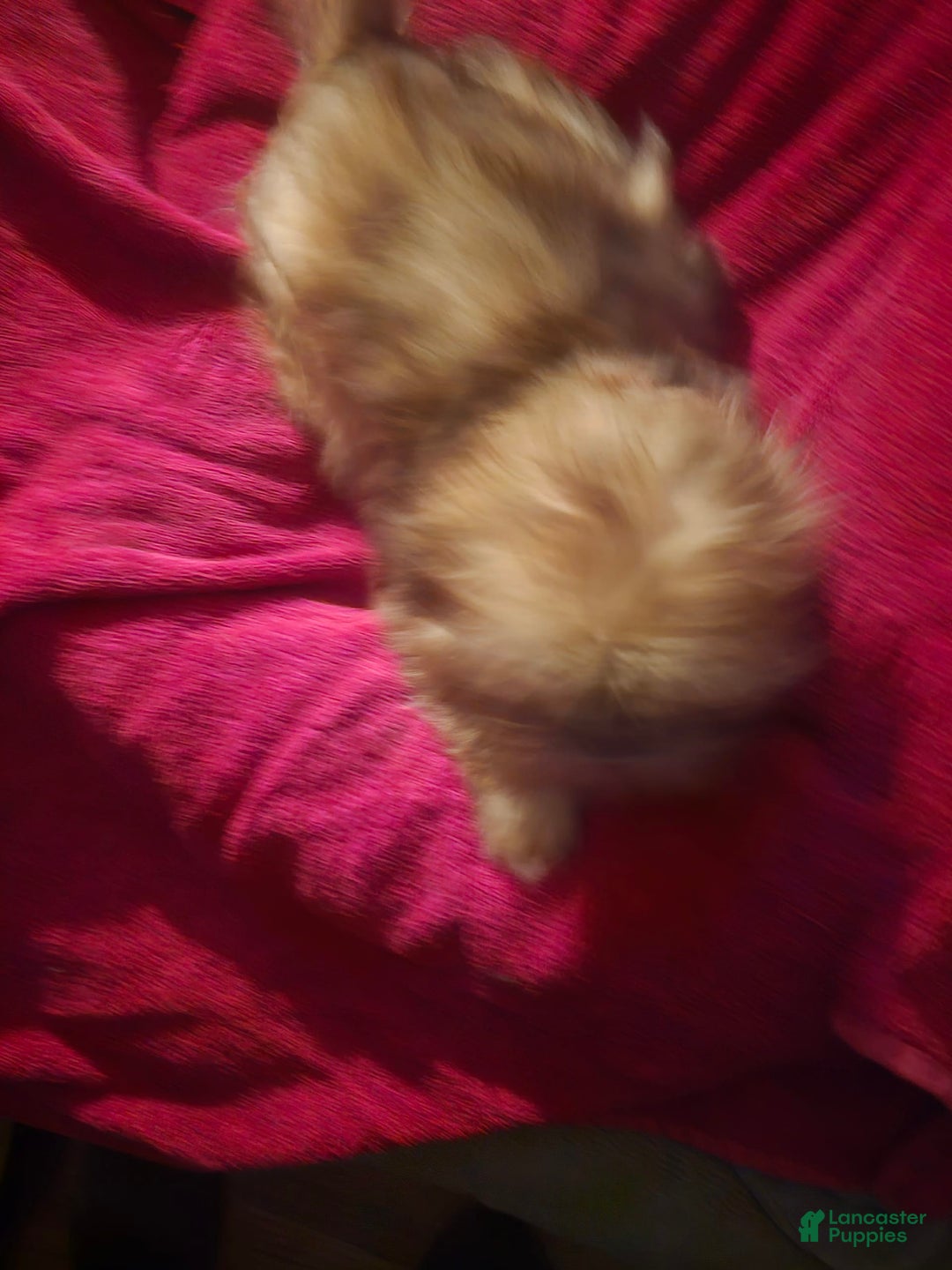 Shih Tzu dogs for sale: Multi Color Wave On Back - Image 3