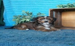 Havanese dogs for sale: Buttercup - Image 2