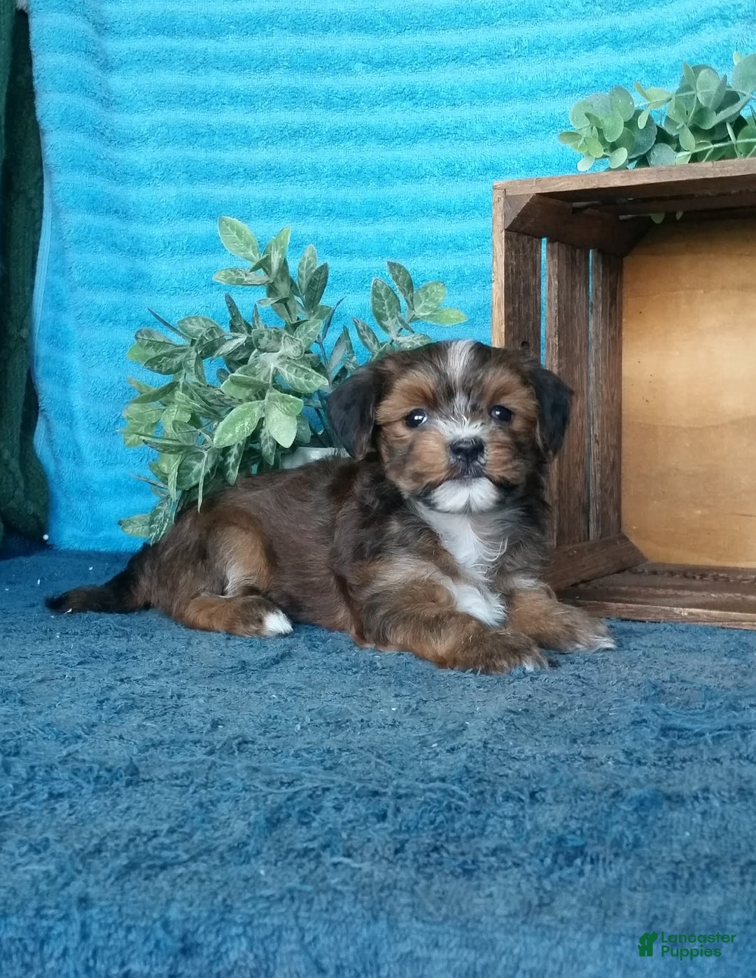Havanese dogs for sale: Buttercup - Image 2