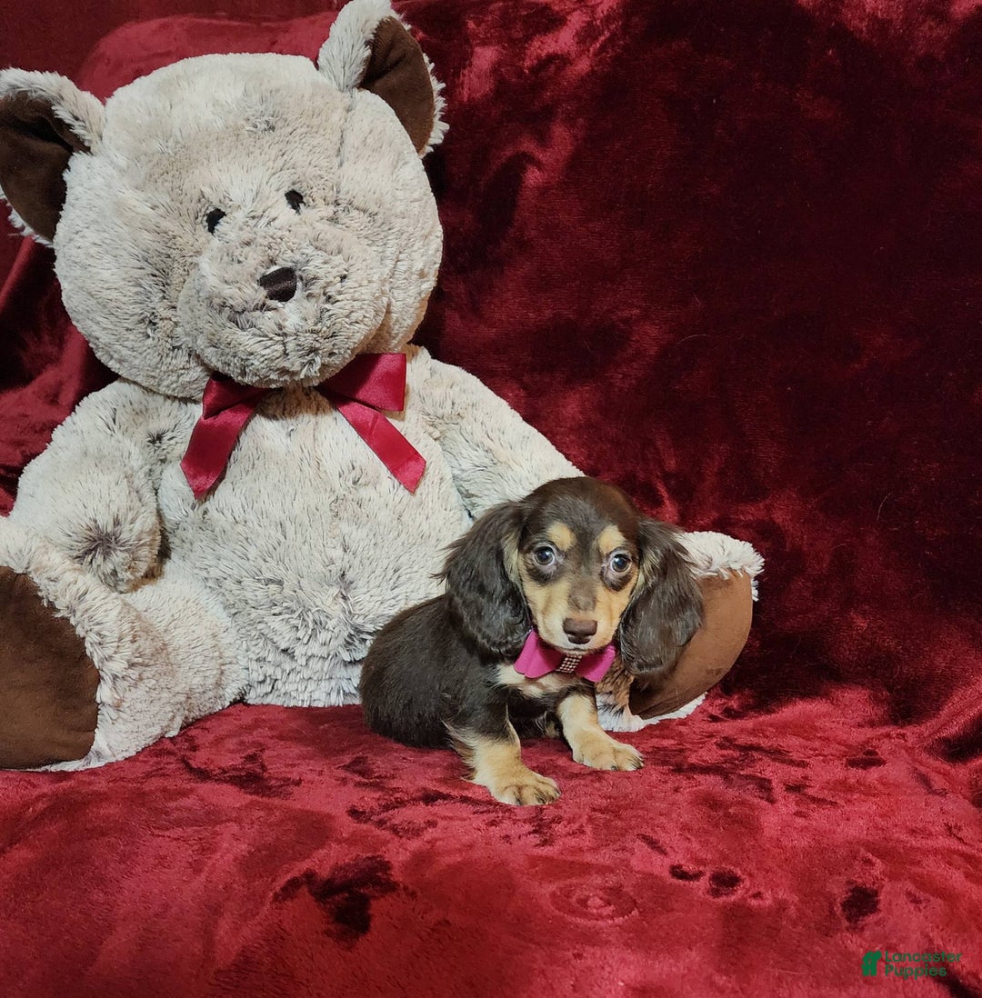 Miniature Dachshund dogs for sale: KISSES - Image 1
