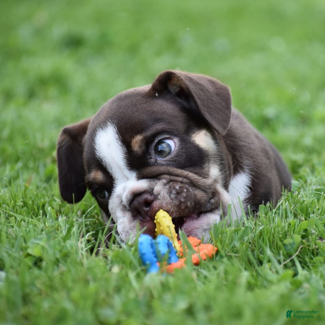 Beabull dogs for sale: Winston - Image 6