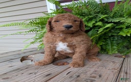 Goldendoodle dogs for sale: Teddy - Image 24