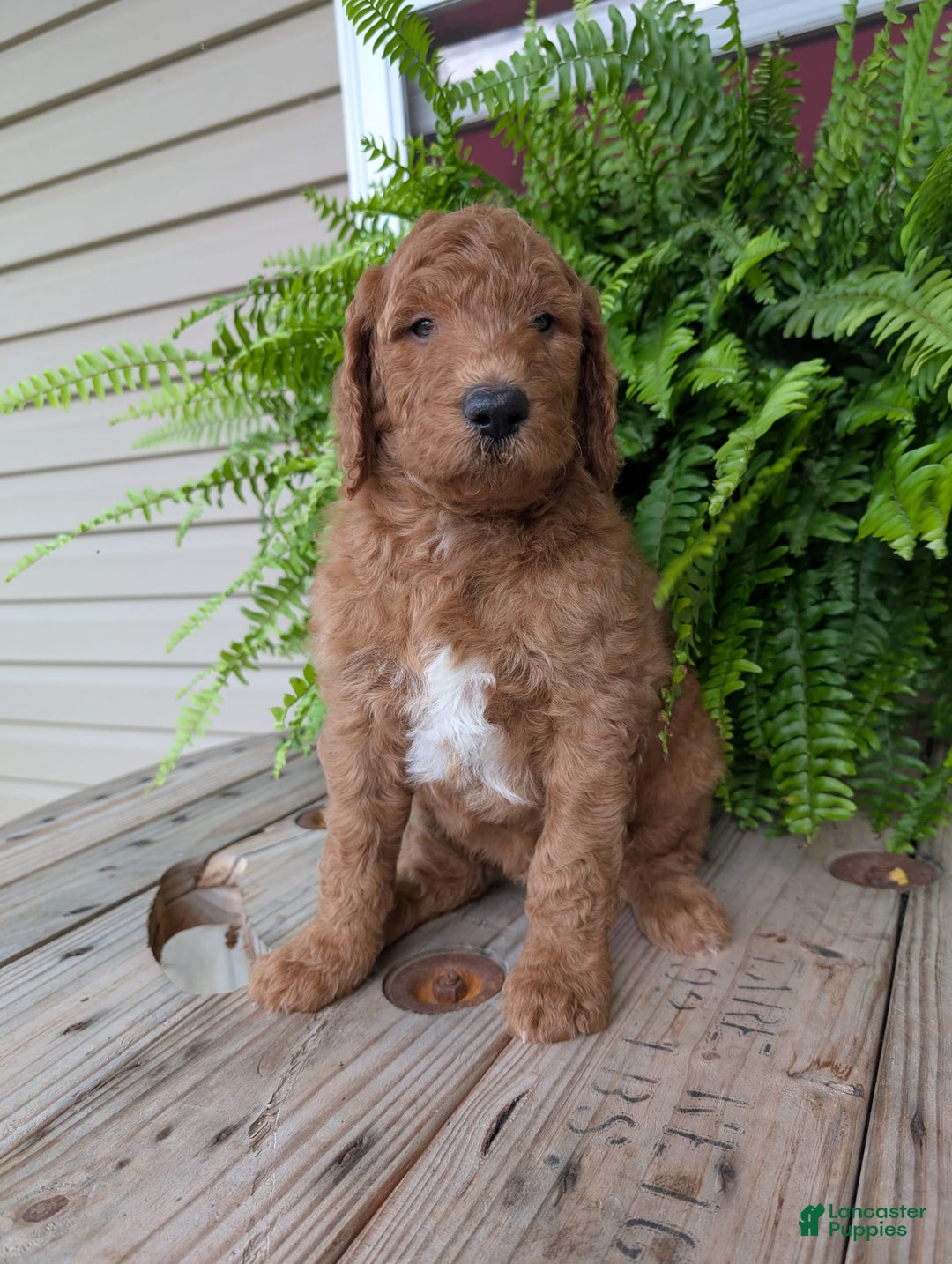 Goldendoodle dogs for sale: Teddy - Image 24
