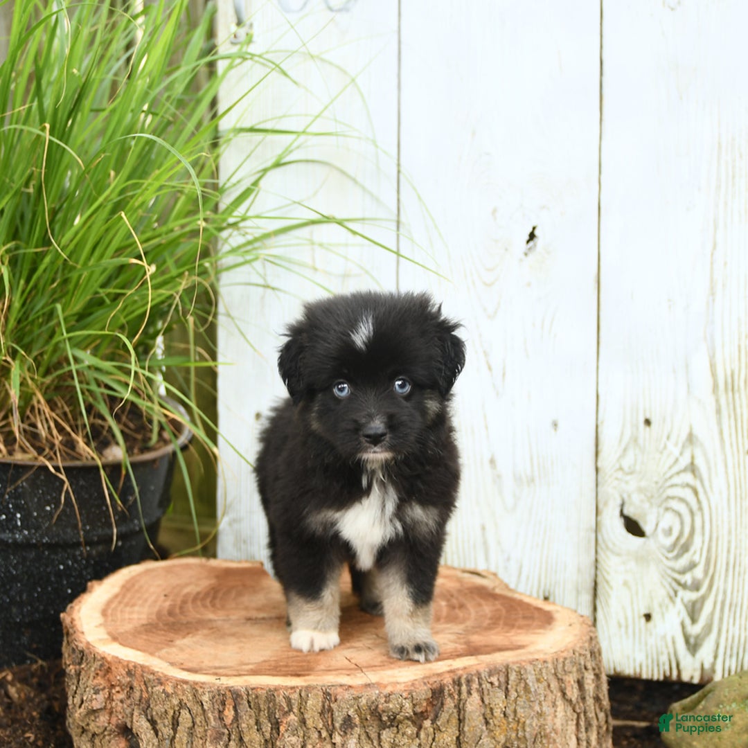 Miniature Australian Shepherd dogs for sale: Chase - Image 3