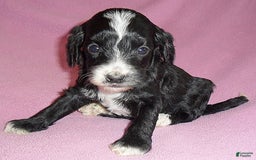 Cockapoo dogs for sale: Roxie - Image 1