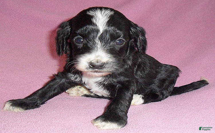 Cockapoo dogs for sale - Ad 3