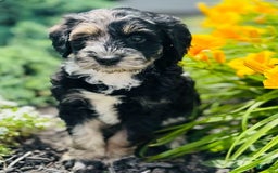 Bernedoodle dogs for sale: Candy - Image 12