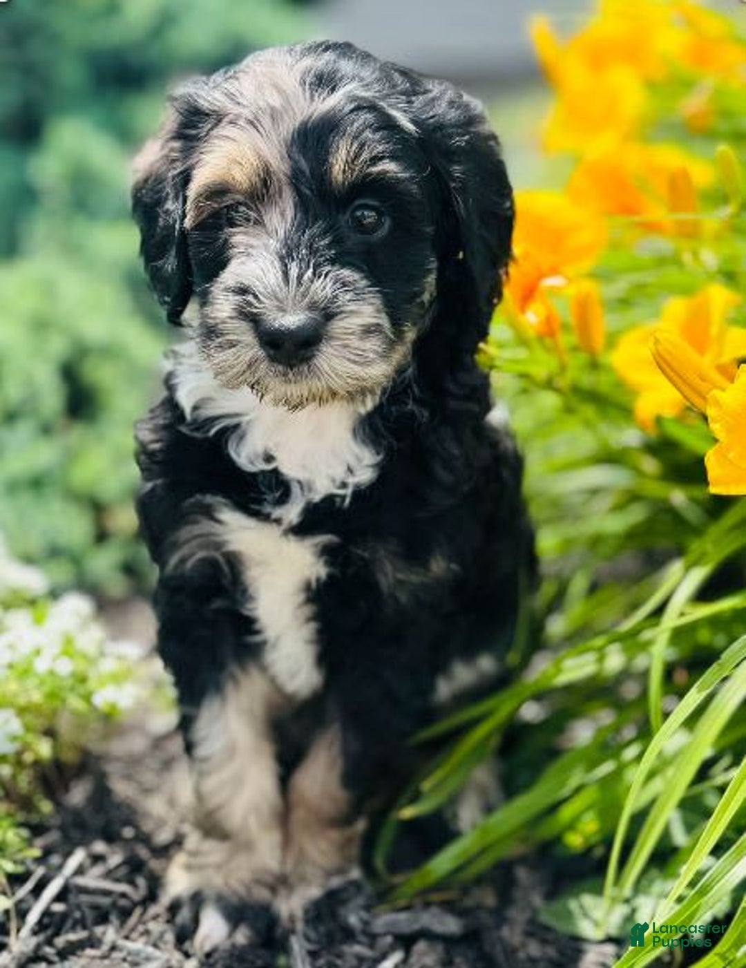 Bernedoodle dogs for sale: Candy - Image 12