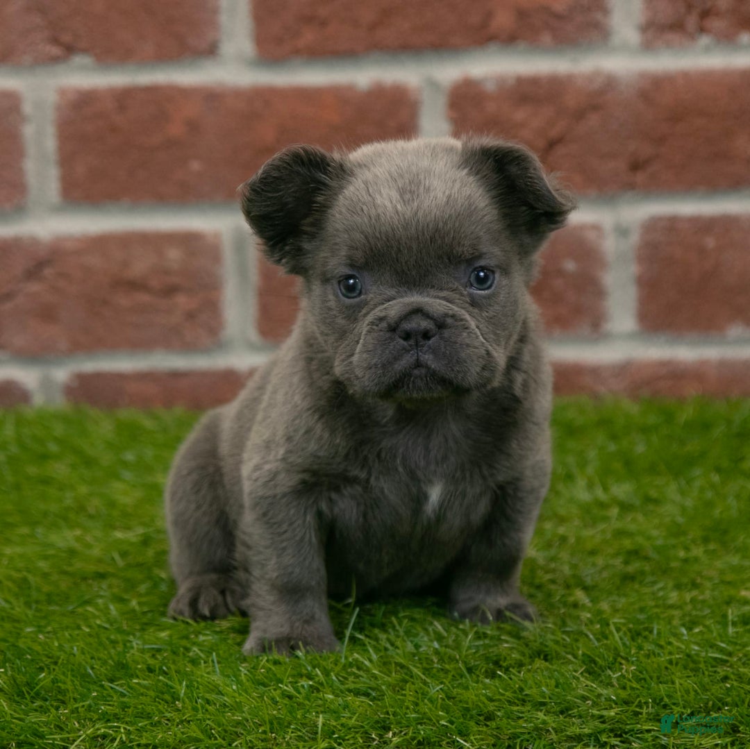 French Bulldog dogs for sale: Sara - Image 10