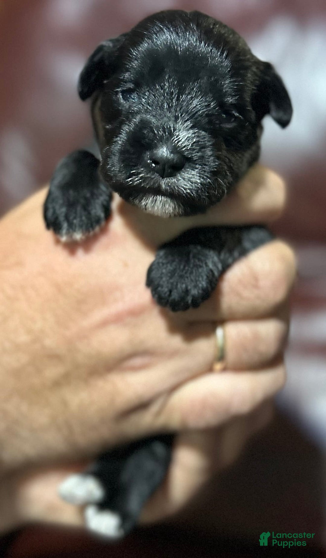 Miniature Schnauzer dogs for sale: Cory - Image 2
