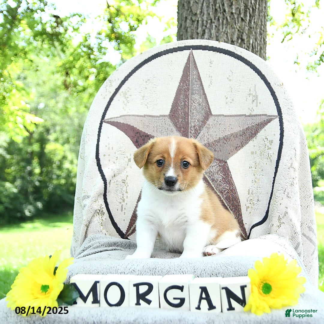 Welsh Corgi Pembroke dogs for sale: Morgan - Image 1