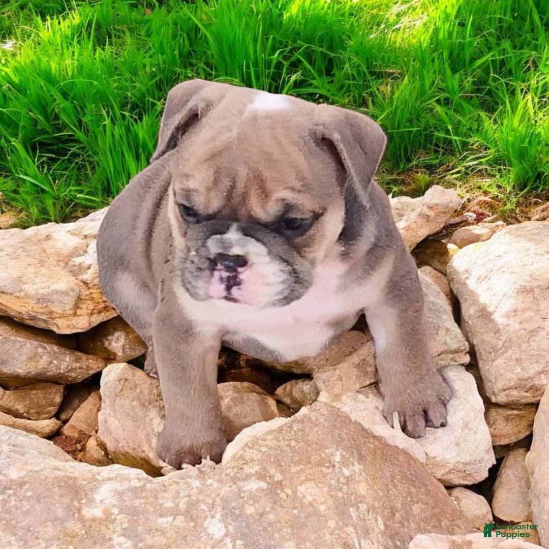 English Bulldog dogs for sale: Groucho - Image 8
