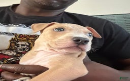 American Pit Bull Terrier dogs for sale: Pretty Boy - Image 5