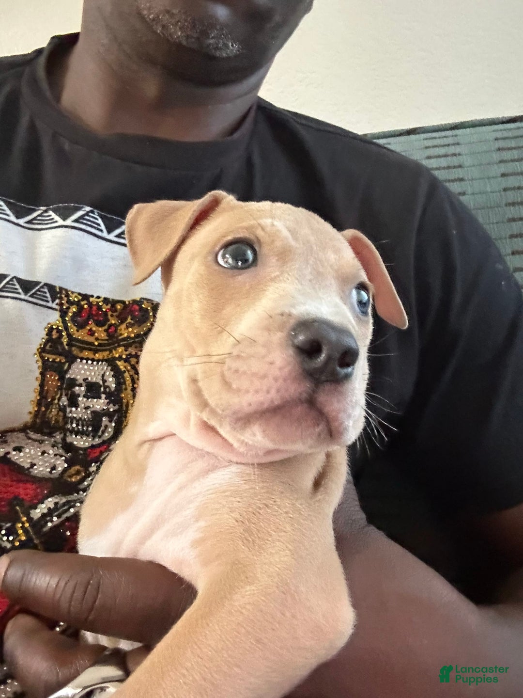 American Pit Bull Terrier dogs for sale: Pretty Boy - Image 5