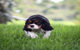 Cavalier King Charles Spaniel dogs for sale: Bailey - Image 17