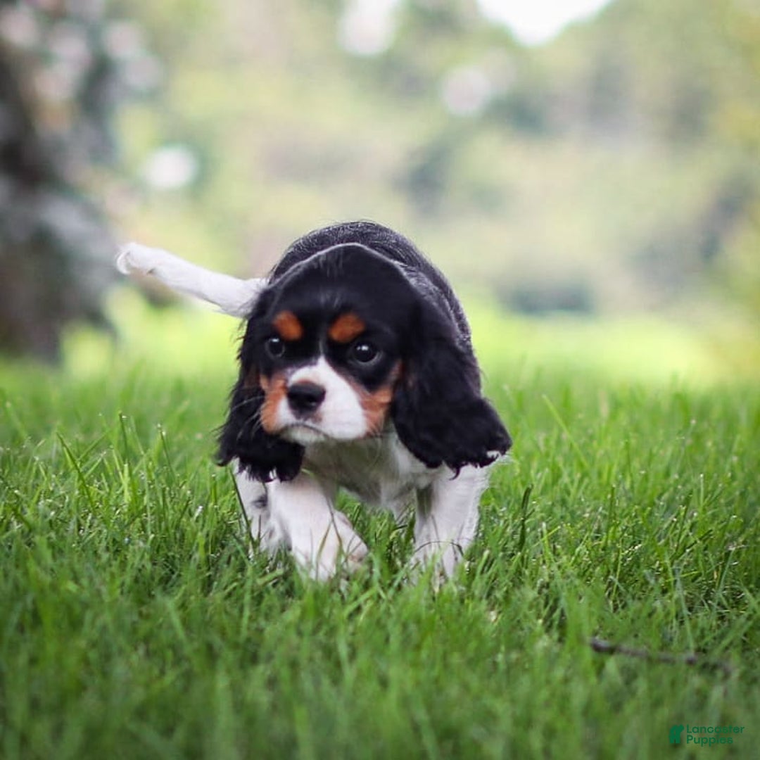 Cavalier King Charles Spaniel dogs for sale: Bailey - Image 17