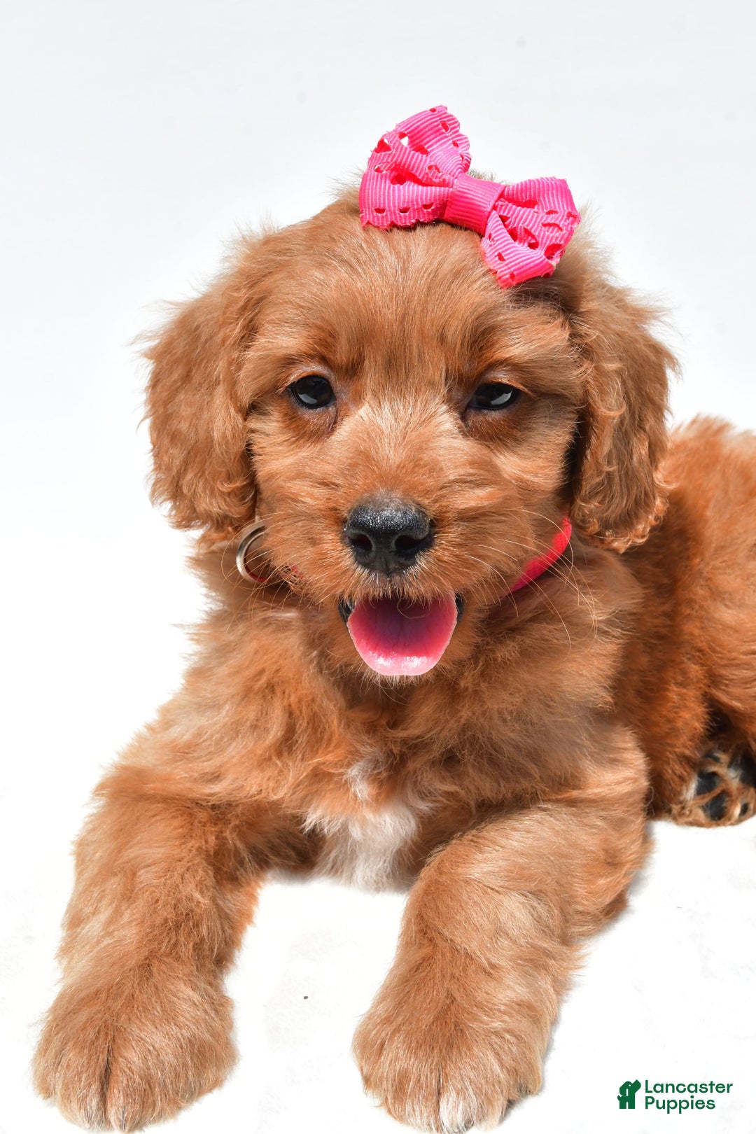 Mini Goldendoodle dogs for sale: Trixie - Image 5