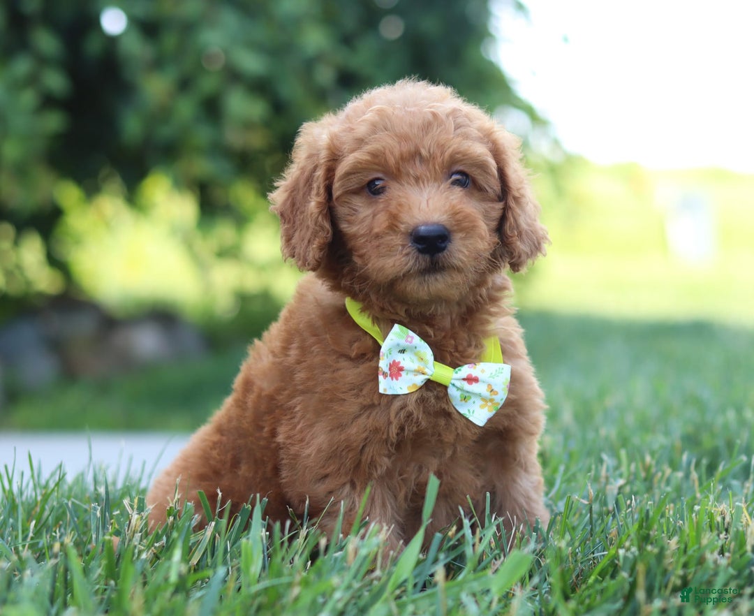 Mini Goldendoodle dogs for sale: Farley - Image 8