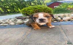 English Bulldog dogs for sale: Duke - Image 5