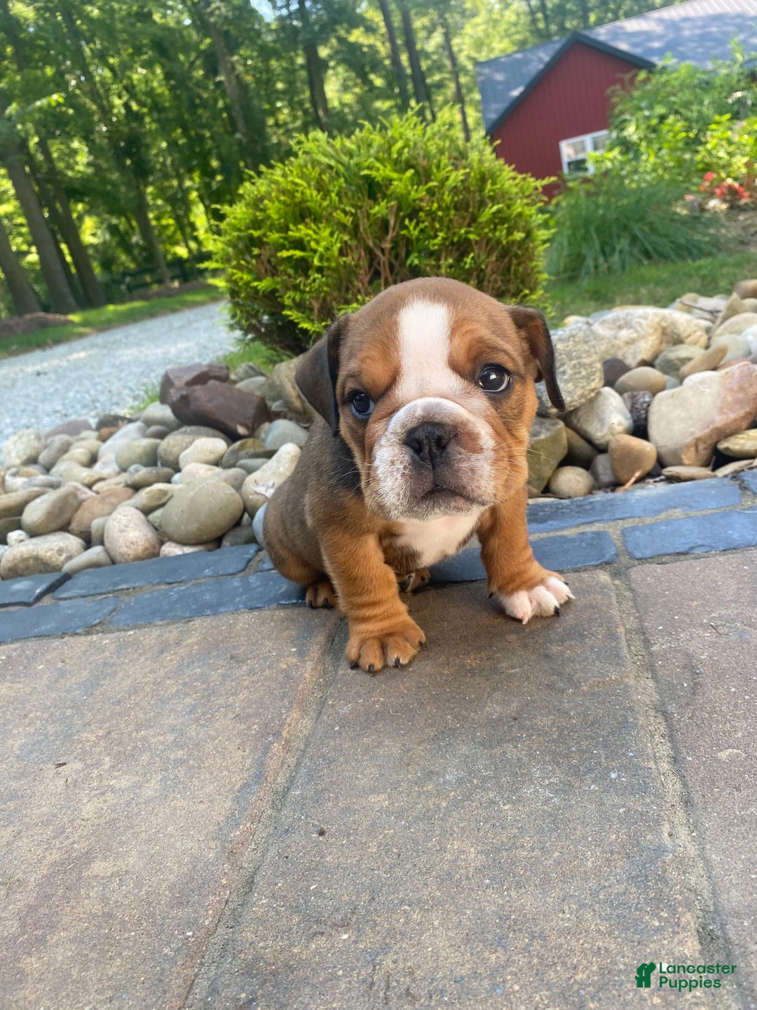 English Bulldog dogs for sale: Duke - Image 5