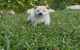 Shiba Inu dogs for sale: Aiko - Image 9