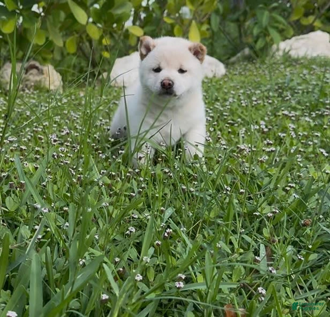 Shiba Inu dogs for sale: Aiko - Image 9