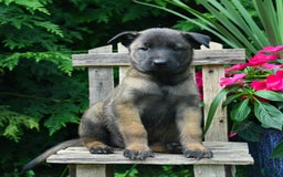 Belgian Malinois dogs for sale: Belgian Malinois 9 puppies - Image 21