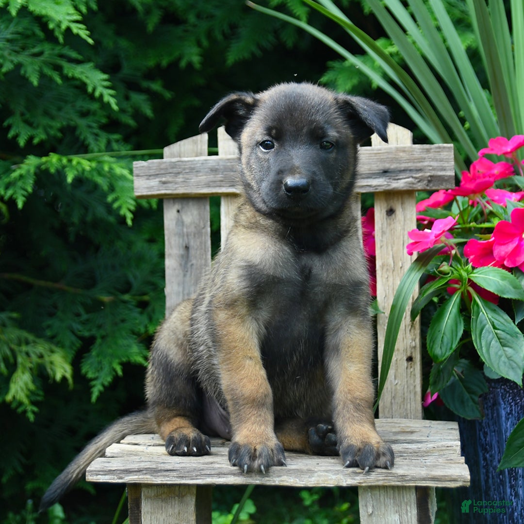 Belgian Malinois dogs for sale: Belgian Malinois 9 puppies - Image 21
