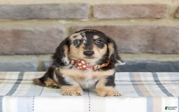 Miniature Dachshund dogs for sale: Ringo - Image 3