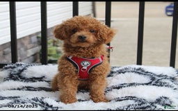 Bichpoo dogs for sale: Jenny - Image 10