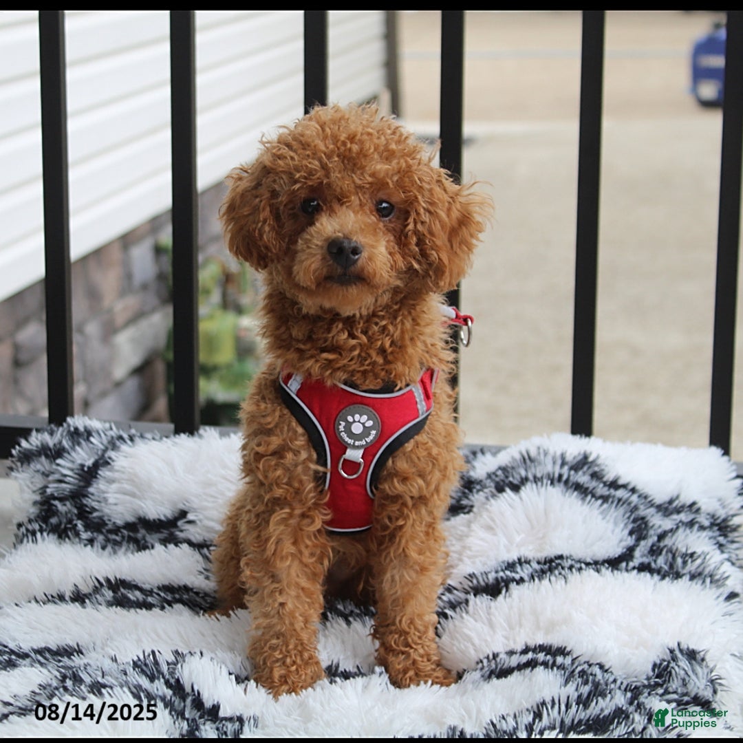 Bichpoo dogs for sale: Jenny - Image 10