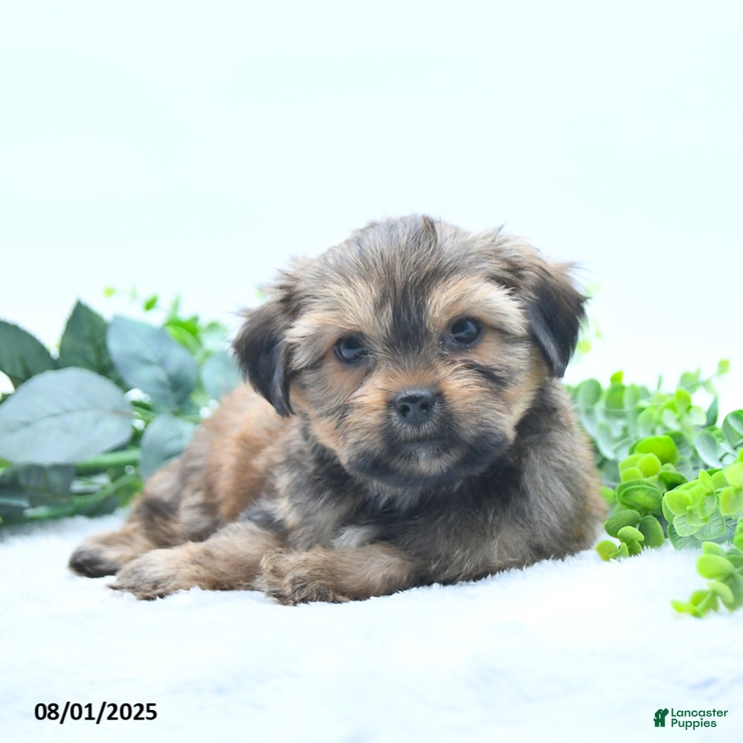 Shorkie dogs for sale: Laverne - Image 5
