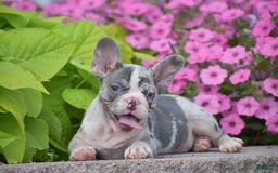 French Bulldog dogs for sale: Laura - Blue Eyed Merle!! - Image 4
