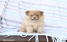Pomeranian dogs for sale: Caramel - Image 1