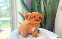 Cavapoo dogs for sale: Ike - Image 5
