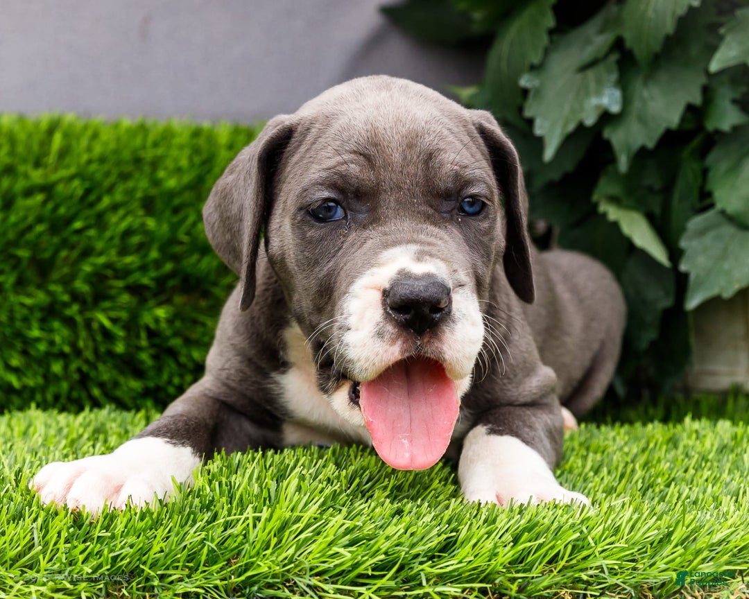 Great Dane dogs for sale: Karen - Image 20
