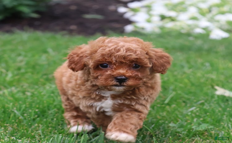 Toy Poodle dogs for sale - Ad 2