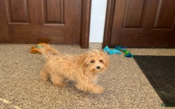 Maltipoo dogs for sale: Honey - Image 2