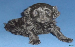 Yorkiepoo dogs for sale: Inky - Image 7