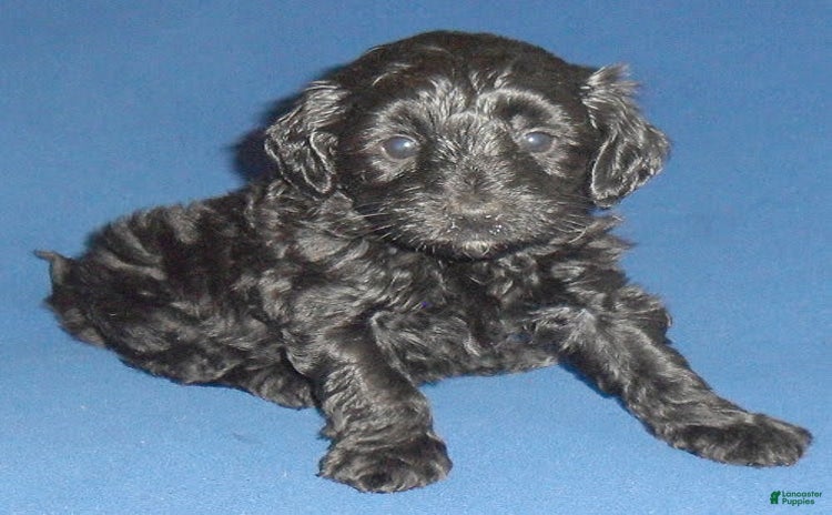 Yorkiepoo dogs for sale - Ad 1