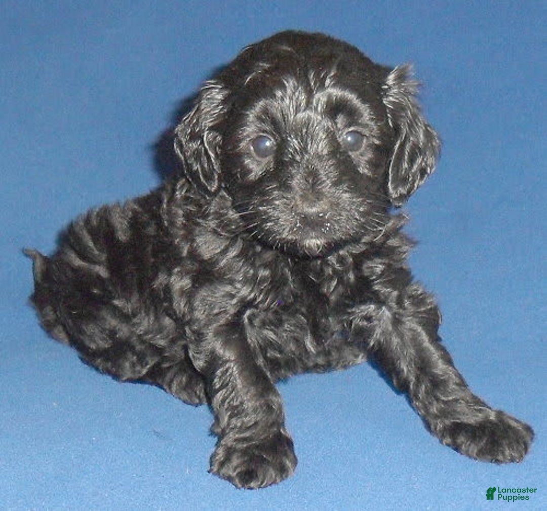Yorkiepoo dogs for sale: Inky - Image 7