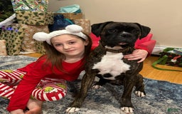 Boxer dogs for sale: Green - Image 6