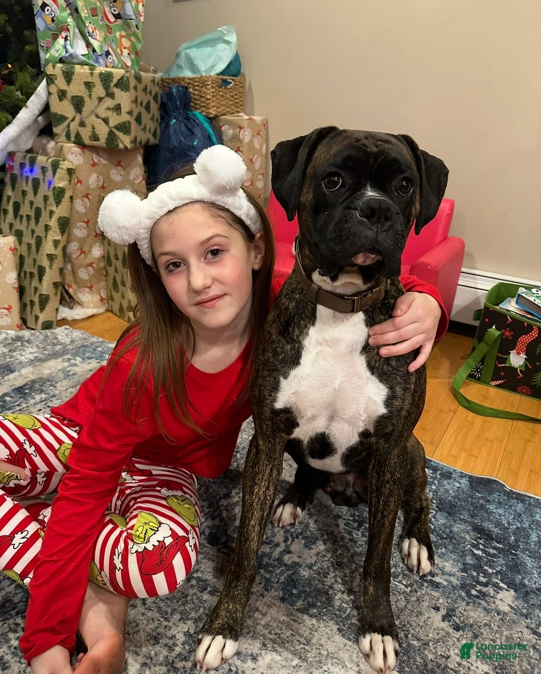 Boxer dogs for sale: Green - Image 6