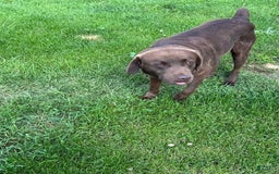 Labrador Retriever dogs for sale: Jackson - Image 5