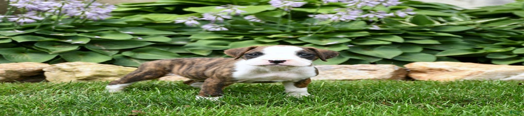 Dozer