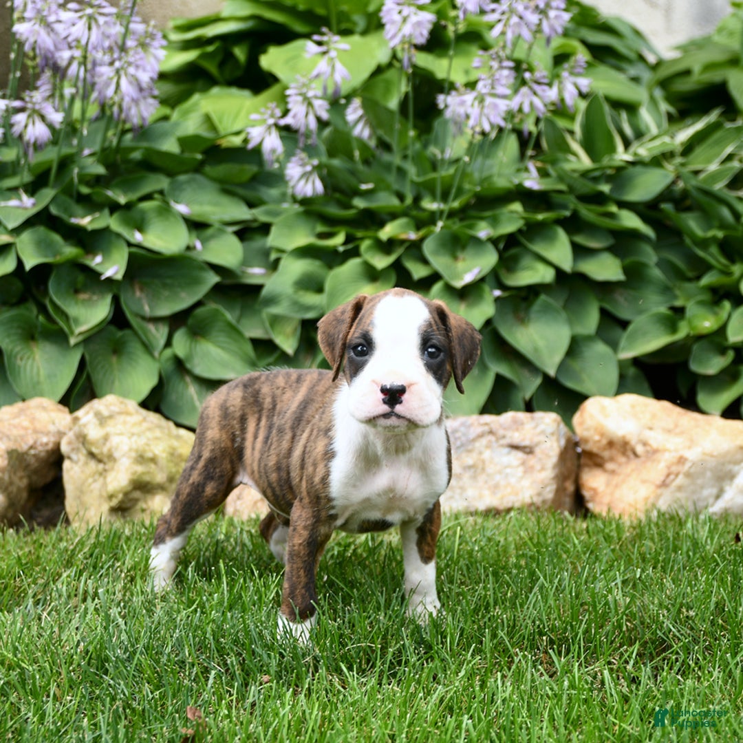 Boxer dogs for sale: Dozer - Image 2