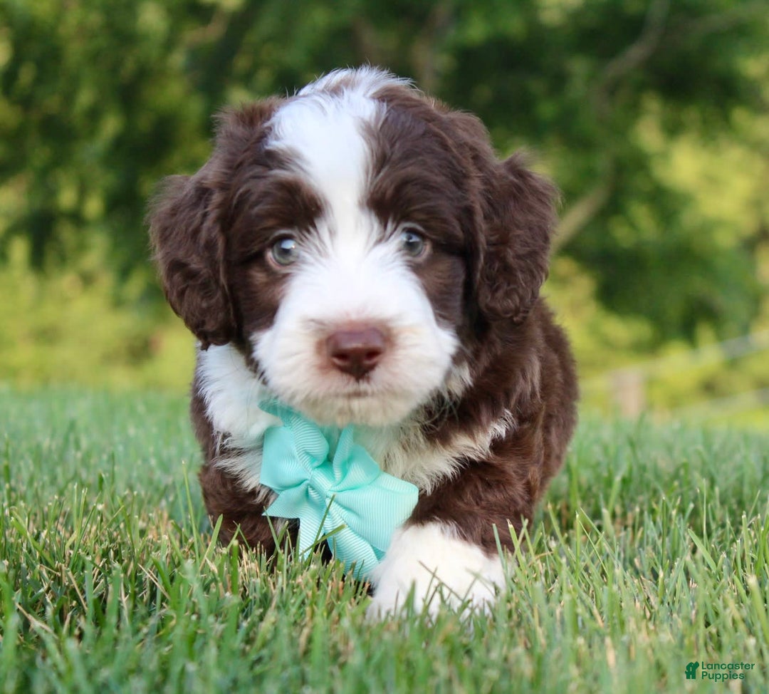 Mini Aussiedoodle dogs for sale: Logan - Image 1