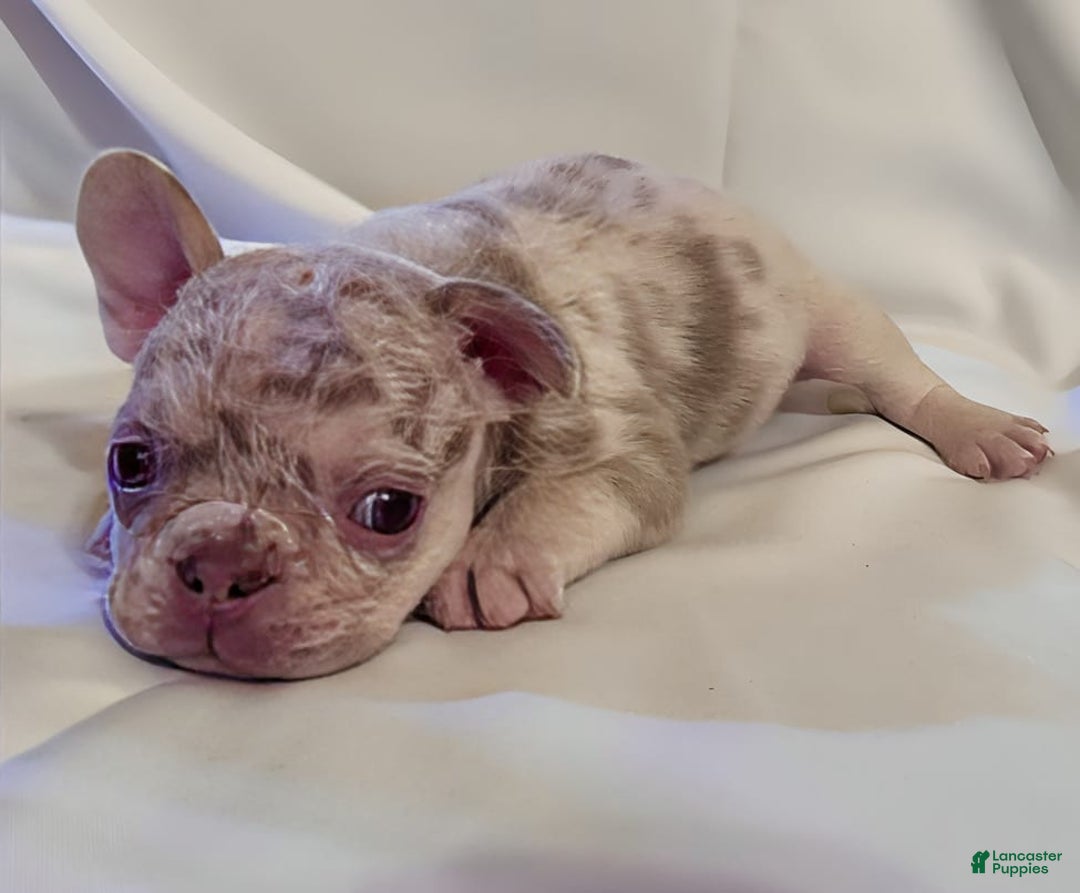 French Bulldog dogs for sale: Brooklyn - Image 6