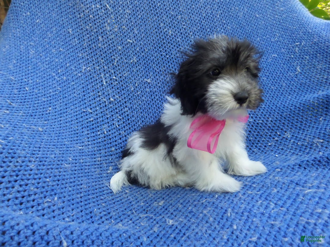Malshi dogs for sale: Pommy - Image 1