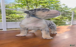 American Bully dogs for sale: Boss - Image 13